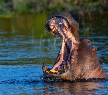 Chobe Nehri, Botsvana, Afrika 'daki Hippopotamus (Hippopotamus amfibi).