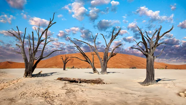 Petrified Trees Dead Vlei Namib Desert Sossusvlei Namibia — Stock Photo, Image