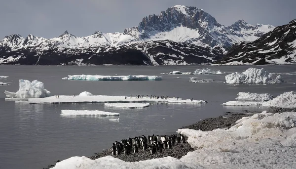 Antarktika Daki Antarktika Yarımadasında Adelie Penguenleri Pygoscelis Adeliae Grubu — Stok fotoğraf