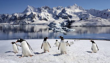 Gentoo penguenleri (Pygoscelis papua) Antarktika Antarktika Yarımadası Danko adada.