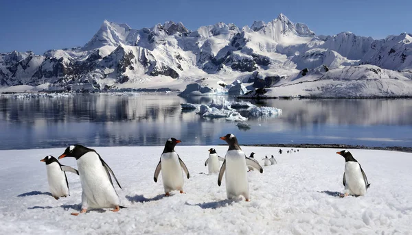 Pingwiny Białobrewe Pygoscelis Papua Wyspie Danko Półwyspie Antarktycznym Antarktydzie — Zdjęcie stockowe