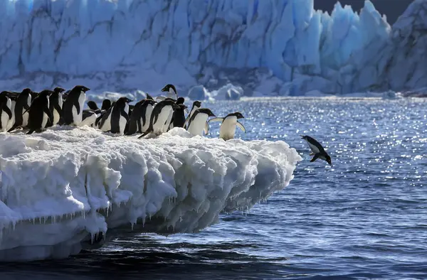 Ομάδα Adelie Penguins Pygoscelis Adeliae Στην Ανταρκτική — Φωτογραφία Αρχείου