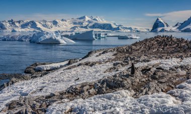Antarktika 'daki Antarktika Yarımadası' nın batı kıyısındaki Errera Kanalı 'ndaki Cuverville Adası yakınlarındaki Gentoo Penguen kolonisi..