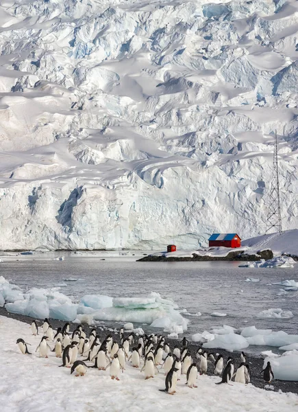 位于南极半岛天堂湾的阿根廷研究站附近的阿德利企鹅群 Pygoscelis Adeliae — 图库照片