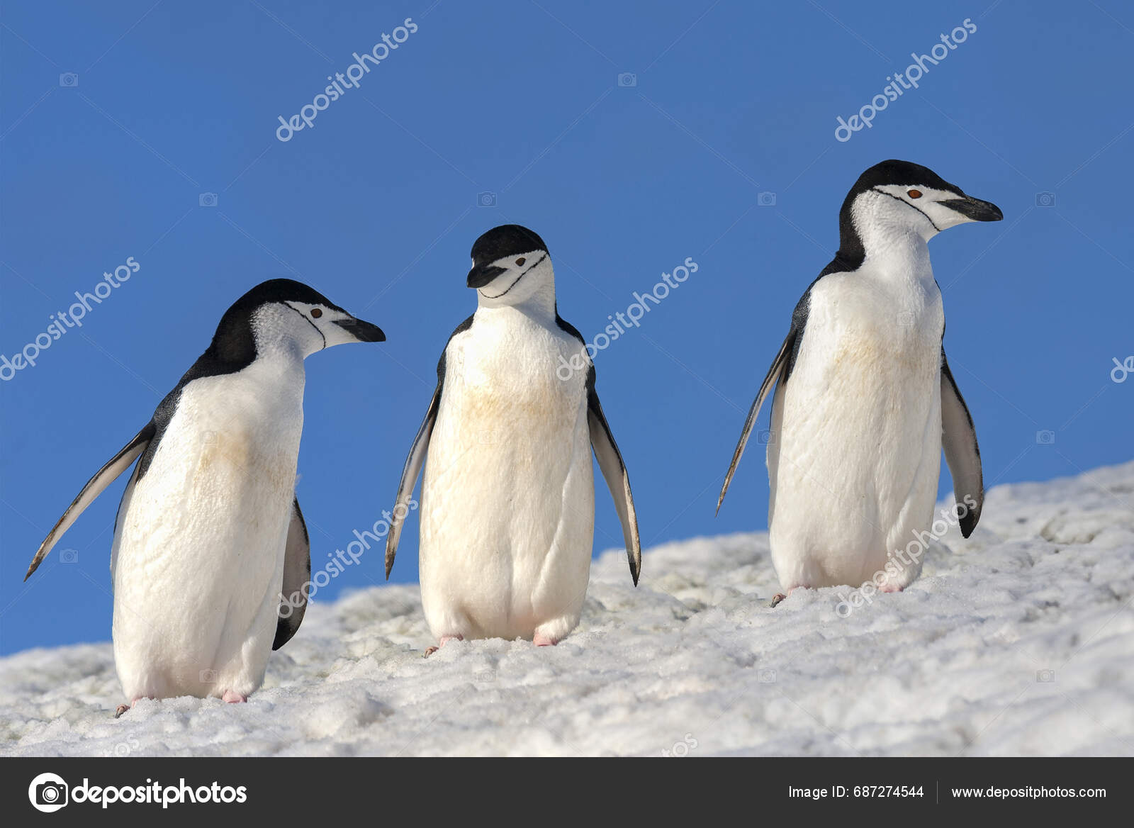 颊带企鹅图库照片、免版税颊带企鹅图片|DepositPhotos