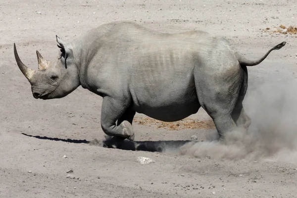 纳米比亚北部埃托沙国家公园的黑犀牛 Diceros Bicornis — 图库照片