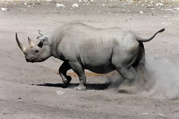 Raro Amenazado Rinoceronte Negro Diceros Bicornis Parque Nacional Etosha Norte —  Fotos de Stock