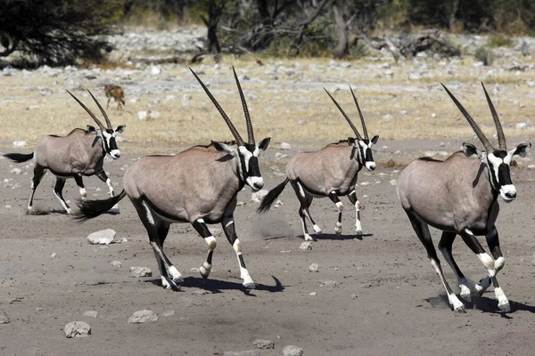 Gemsbok Oryx Gazella Prchající Před Nebezpečím Národním Parku Etosha Severní — Stock fotografie