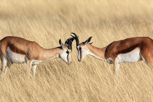 Два Молодых Самца Springbok Antidorcas Marsupialis Ловят Рога Национальном Парке — стоковое фото