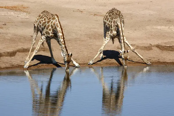 Жираф Giraffa Camelopardalis Пьет Водопое Национальном Парке Этоша Намибии — стоковое фото