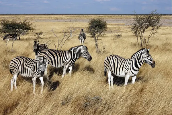 Group Zebra Equus Quagga Etosha National Park Namibia — Stock Photo, Image