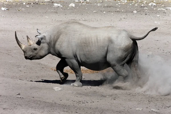 Rare Endangered Black Rhinoceros Diceros Bicornis Etosha National Park Northern Stock Photo