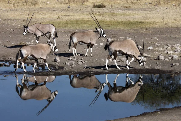 Group Gemsbok Oryx Gazella Fly Covered Waterhole Etosha National Park Stock Image