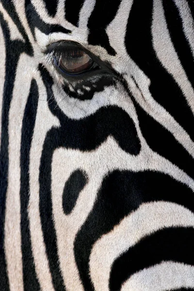 Close Zebra Equus Quagga Etosha National Park Namibia Royalty Free Stock Images