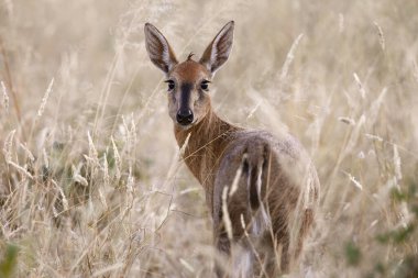 Etosha Ulusal Parkı, Namibya 'da Kadın Yaygın Duiker (Sylvicapra Grimmia).