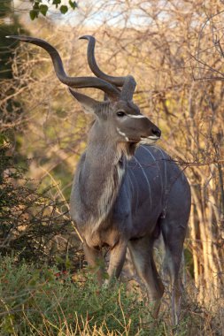 Botsvana 'nın Savuti reagonunda yetişkin bir erkek Kudu (Tragelaphus strepsiceros).