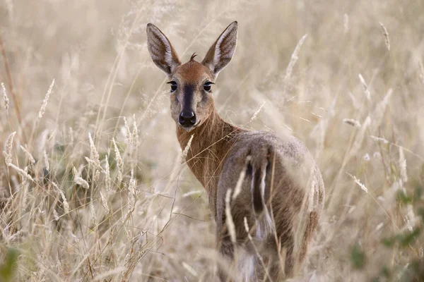 Etosha Ulusal Parkı, Namibya 'da Kadın Yaygın Duiker (Sylvicapra Grimmia).