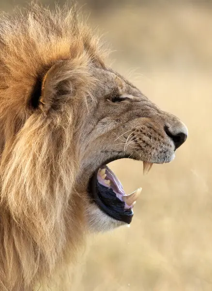 Mature Male Lion Panthera Leo Savuti Region Botswana — Stock Photo, Image
