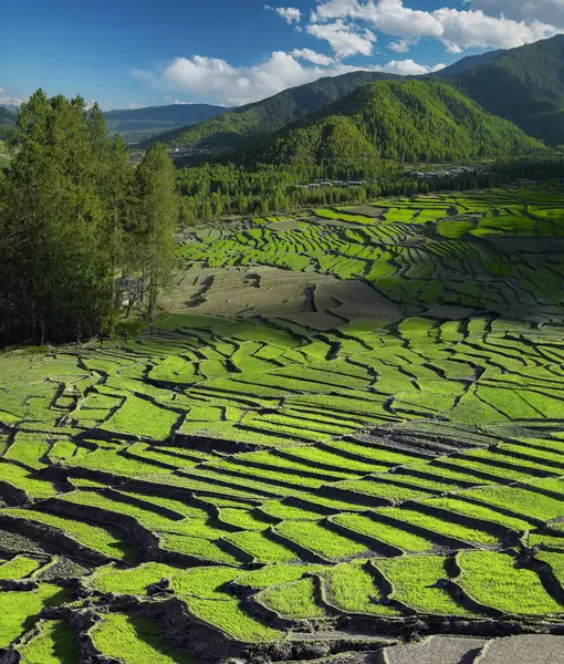 Landscape Paddy Fields Thimpu Kingdom Bhutan — Stock Photo, Image