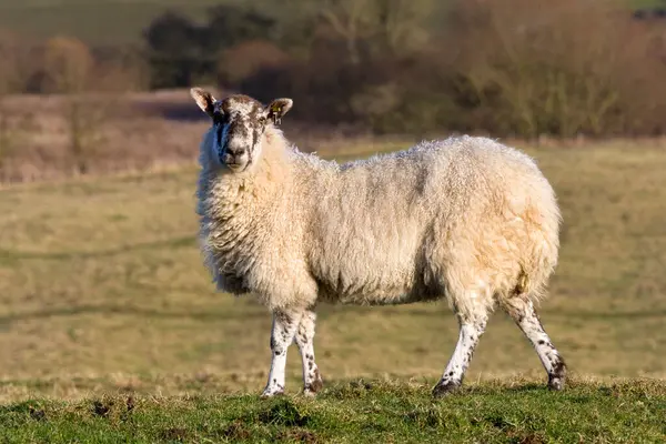 Vieh Schafe Auf Dem Land North Yorkshire Vereinigten Königreich lizenzfreie Stockfotos
