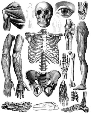 Viktorya dönemi insan vücudunun anatomik çizimleri. Beyaz bir arkaplanda izole edilmiş.