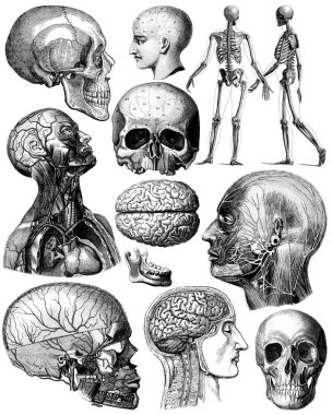 Viktorya dönemi insan vücudunun anatomik çizimleri. Beyaz bir arkaplanda izole edilmiş.