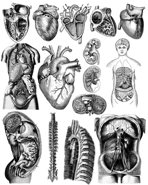Вікторіанські Анатомічні Малюнки Частин Людського Тіла Ізольовані Білому Тлі Стокове Зображення