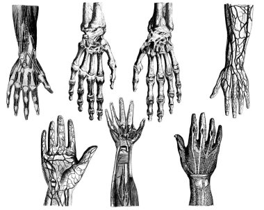 Viktorya dönemi insan vücudunun anatomik çizimleri. Beyaz bir arkaplanda izole edilmiş.