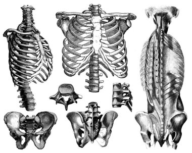 Victorian anatomical drawings of human body parts. Isolated on a white background. clipart