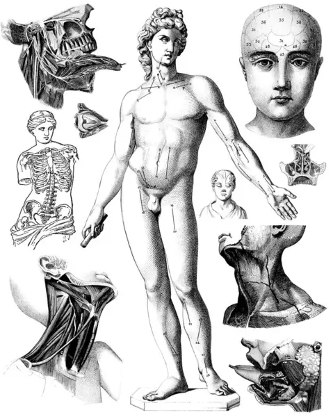 Victorian Anatomical Drawings Human Body Parts Isolated White Background Stock Photo