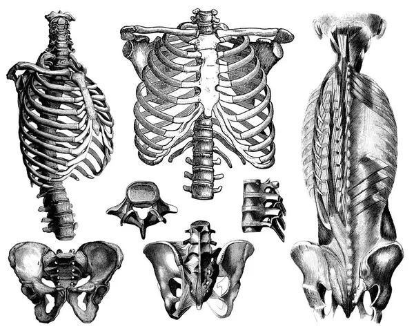 Viktorianische Anatomische Zeichnungen Menschlicher Körperteile Isoliert Auf Weißem Hintergrund Stockbild