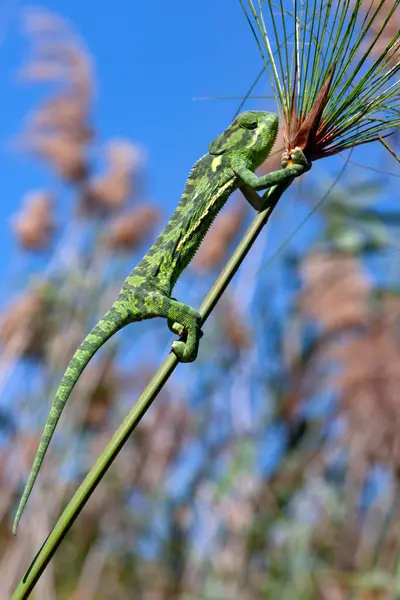 Chameleon Reed Beds Okavango Delta Northern Botswana Africa Stock Picture
