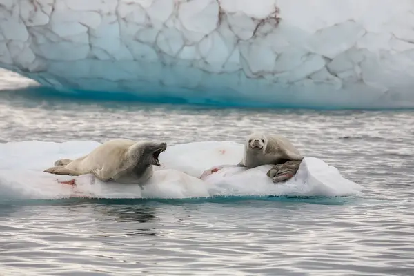 Two Antarctic Fur Seal Arctocephalus Gazella Resting Small Iceberg Melchior Stock Photo