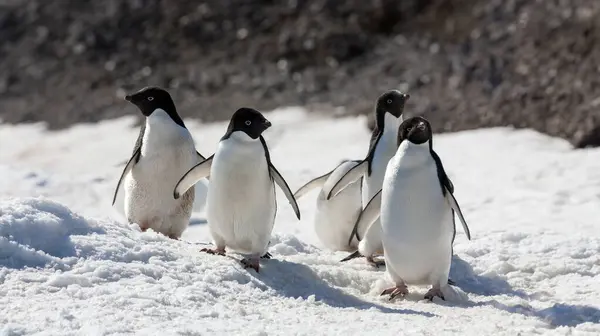 Adelie Pingviner Pygoscelis Adeliae Paulet Island Antarktis Royaltyfrie stock-billeder