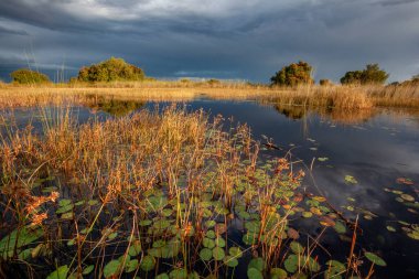 Kuzey Botswana, Afrika 'daki Okavango Deltası mevsimsel tatlı suları üzerinde öğleden sonra güneş ışığı.