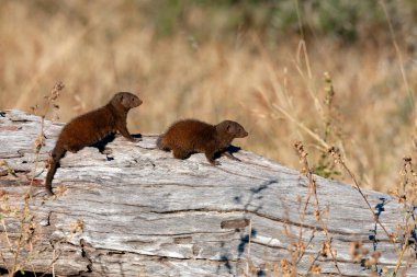 Botswana, Afrika 'nın Savuti bölgesindeki ölü bir ağacın üzerinde iki cüce firavun faresi (Helogale parvula).