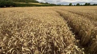 Hasat Zamanı - Hasat zamanı buğday tarlası - İngiltere 'nin kuzeydoğusunda Kuzey Yorkshire.