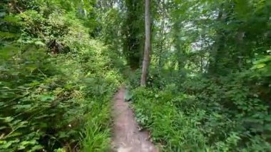 Ormanda yürü - İngiltere 'nin kuzeydoğusundaki Kuzey Yorkshire' da Kirkham yakınlarında