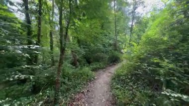 Ormanda yürü - İngiltere 'nin kuzeydoğusundaki Kuzey Yorkshire' da Kirkham yakınlarında