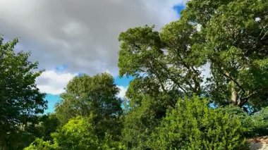 Rüzgarda hışırdayan ağaçlar - İngiltere 'nin kuzeydoğusunda Kuzey Yorkshire.