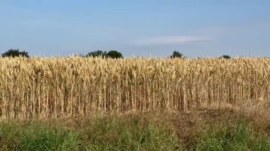 Hasata hazır buğday hasadı. İngiltere 'nin kuzeydoğusundaki Kuzey Yorkshire' daki Malton pazar kasabası yakınlarında tarım arazisi..