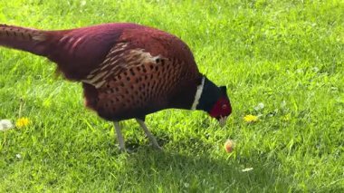 Moğol Halkası sülünleri, yaygın sülünler olarak da bilinir - Phasianus colchicus - Kuzey Yorkshire 'da bir bahçede beslenir - Birleşik Krallık
