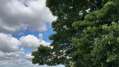 Rüzgarda hışırdayan ağaçlar - İngiltere 'nin kuzeydoğusunda Kuzey Yorkshire.