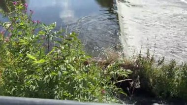 İngiltere 'nin kuzeydoğusundaki Kuzey Yorkshire' da Derwent nehrinin üzerinden akan su. 