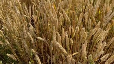 Tarım Endüstrisi - İngiltere 'nin kuzeydoğusundaki Kuzey Yorkshire' da hasat için hazır buğday hasadı