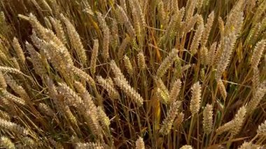 Tarım Endüstrisi - İngiltere 'nin kuzeydoğusundaki Kuzey Yorkshire' da hasat için hazır buğday hasadı