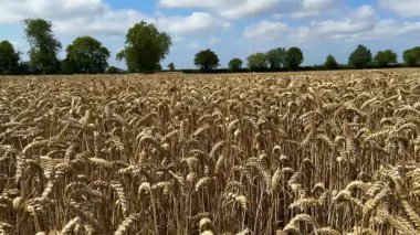 Tarım Endüstrisi - İngiltere 'nin kuzeydoğusundaki Kuzey Yorkshire' da hasat için hazır buğday hasadı