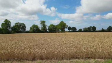 Tarım Endüstrisi - İngiltere 'nin kuzeydoğusundaki Kuzey Yorkshire' da hasat için hazır buğday mahsulünü hızla geçmek