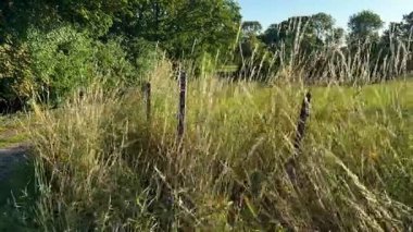 Rüzgarda savrulan uzun otlar ve öğleden sonra güneşiyle birlikte aydınlanan arka plan İngiltere 'nin kuzeydoğusunda Kuzey Yorkshire' da yaz mevsimi