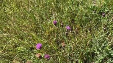 İngiltere 'nin kuzeydoğusunda Kuzey Yorkshire' da Malton yakınlarında tarım arazisi